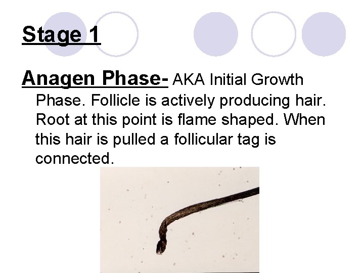 Stage 1 Anagen Phase- AKA Initial Growth Phase. Follicle is actively producing hair. Root