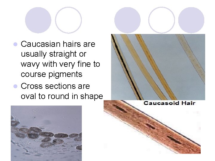 Caucasian hairs are usually straight or wavy with very fine to course pigments l