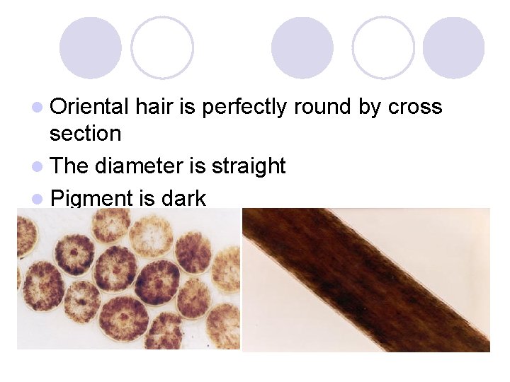 l Oriental hair is perfectly round by cross section l The diameter is straight