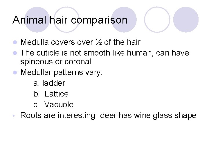 Animal hair comparison Medulla covers over ½ of the hair l The cuticle is