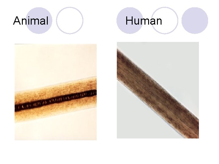 Animal Human 