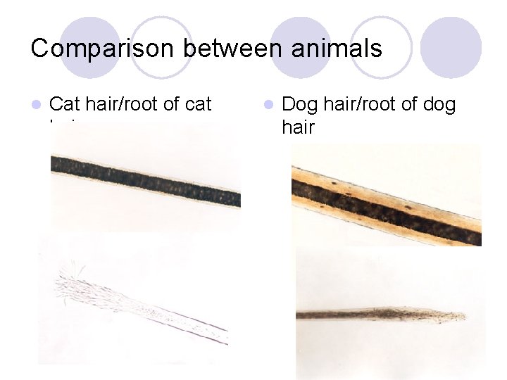 Comparison between animals l Cat hair/root of cat hair l Dog hair/root of dog
