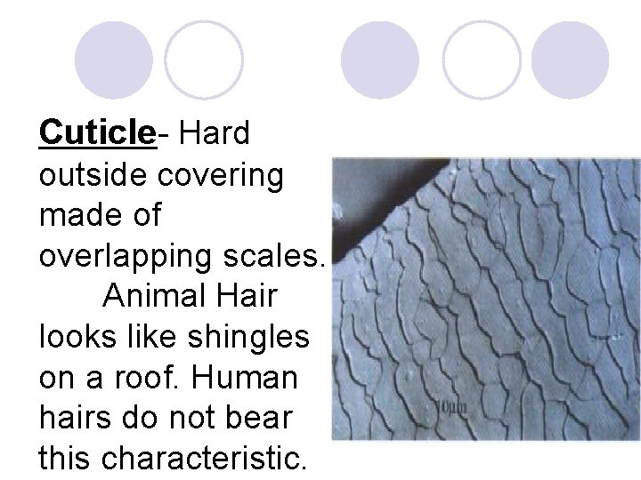 Cuticle- Hard outside covering made of overlapping scales. Animal Hair looks like shingles on
