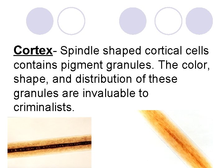 Cortex- Spindle shaped cortical cells contains pigment granules. The color, shape, and distribution of