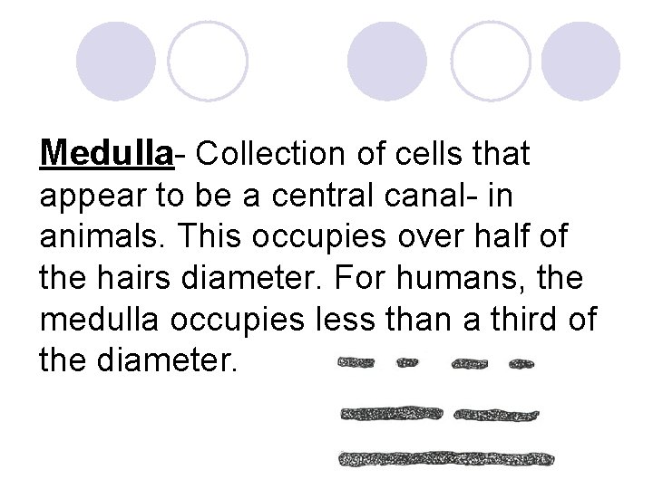 Medulla- Collection of cells that appear to be a central canal- in animals. This