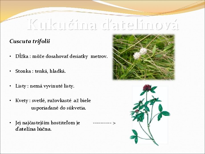 Kukučina ďatelinová Cuscuta trifolii • Dĺžka : môže dosahovať desiatky metrov. • Stonka :