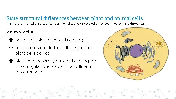 State structural differences between plant and animal cells. Plant and animal cells are both