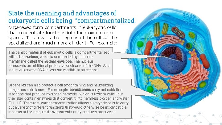 State the meaning and advantages of eukaryotic cells being “compartmentalized. Organelles form compartments in