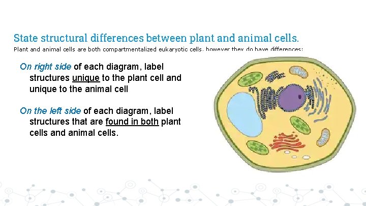 State structural differences between plant and animal cells. Plant and animal cells are both