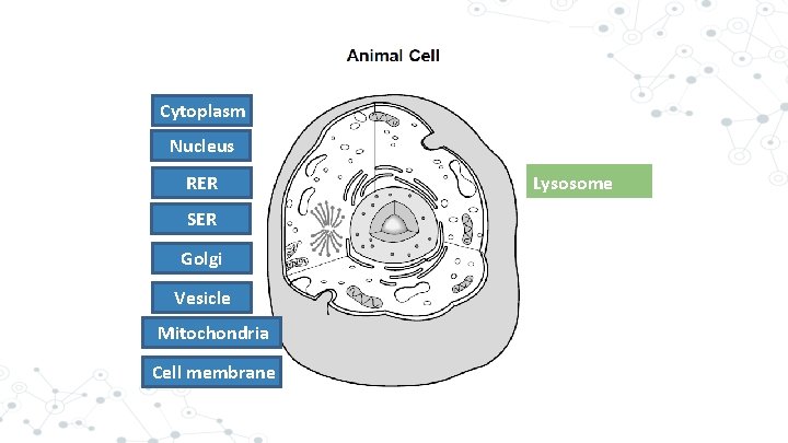 Cytoplasm Nucleus RER SER Golgi Vesicle Mitochondria Cell membrane Lysosome 