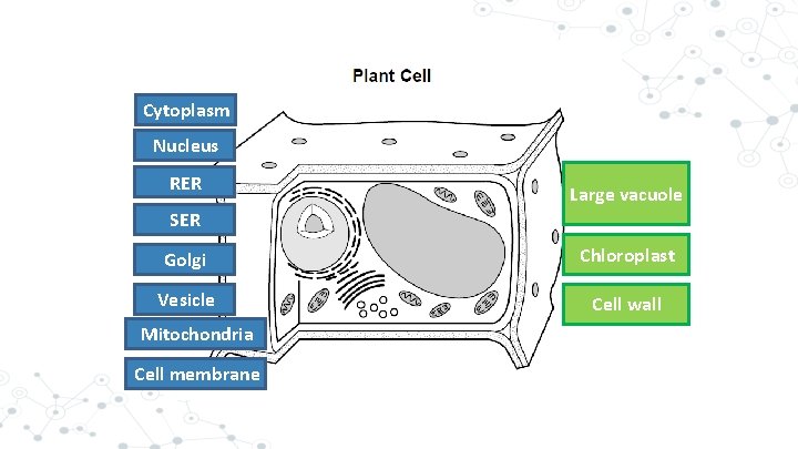 Cytoplasm Nucleus RER Large vacuole SER Golgi Chloroplast Vesicle Cell wall Mitochondria Cell membrane