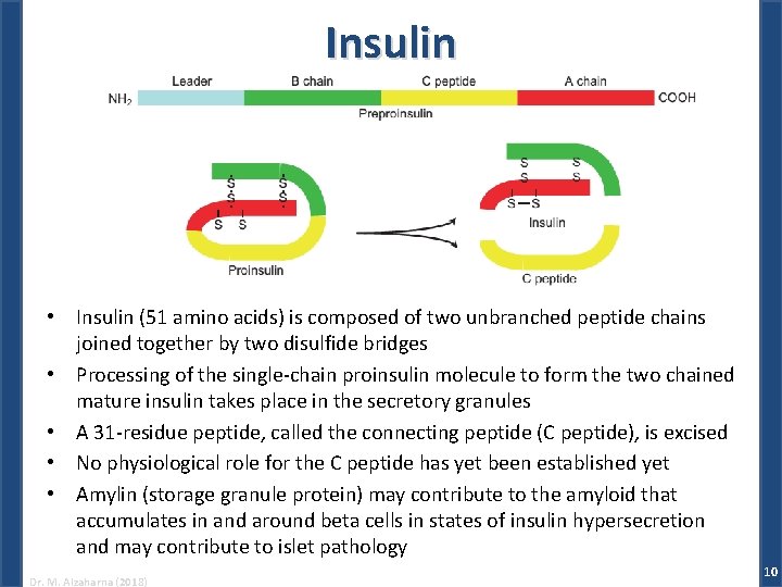 Insulin • Insulin (51 amino acids) is composed of two unbranched peptide chains joined