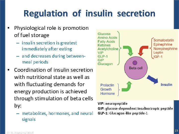 Regulation of insulin secretion • Physiological role is promotion of fuel storage – insulin