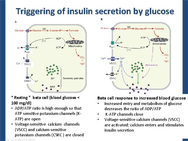 Triggering of insulin secretion by glucose “ Resting ” beta cell (blood glucose <