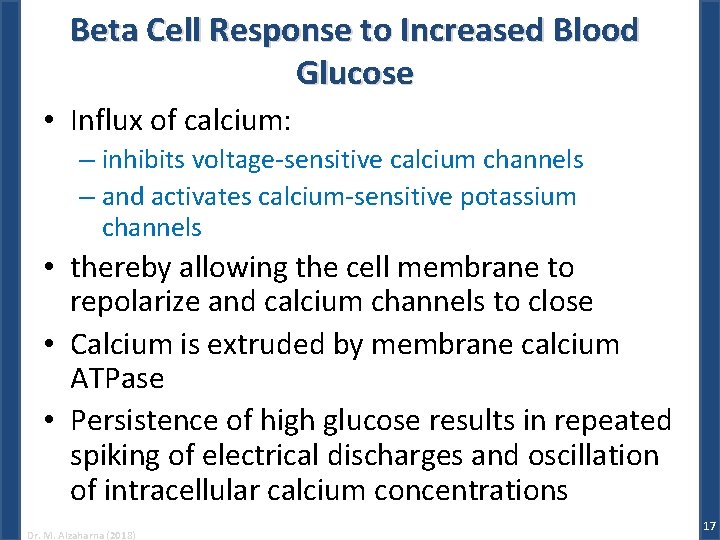 Beta Cell Response to Increased Blood Glucose • Influx of calcium: – inhibits voltage-sensitive