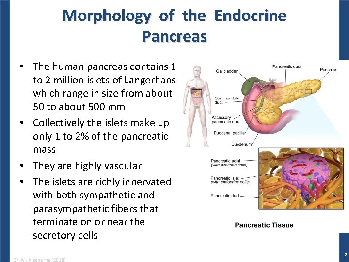 Morphology of the Endocrine Pancreas • The human pancreas contains 1 to 2 million
