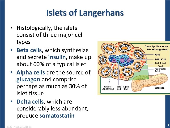 Islets of Langerhans • Histologically, the islets consist of three major cell types •
