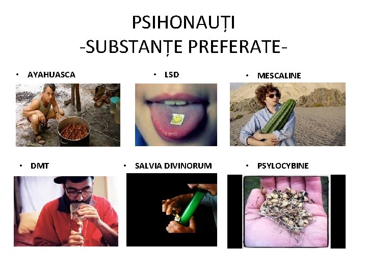 PSIHONAUȚI -SUBSTANȚE PREFERATE • AYAHUASCA • DMT • LSD • SALVIA DIVINORUM • MESCALINE