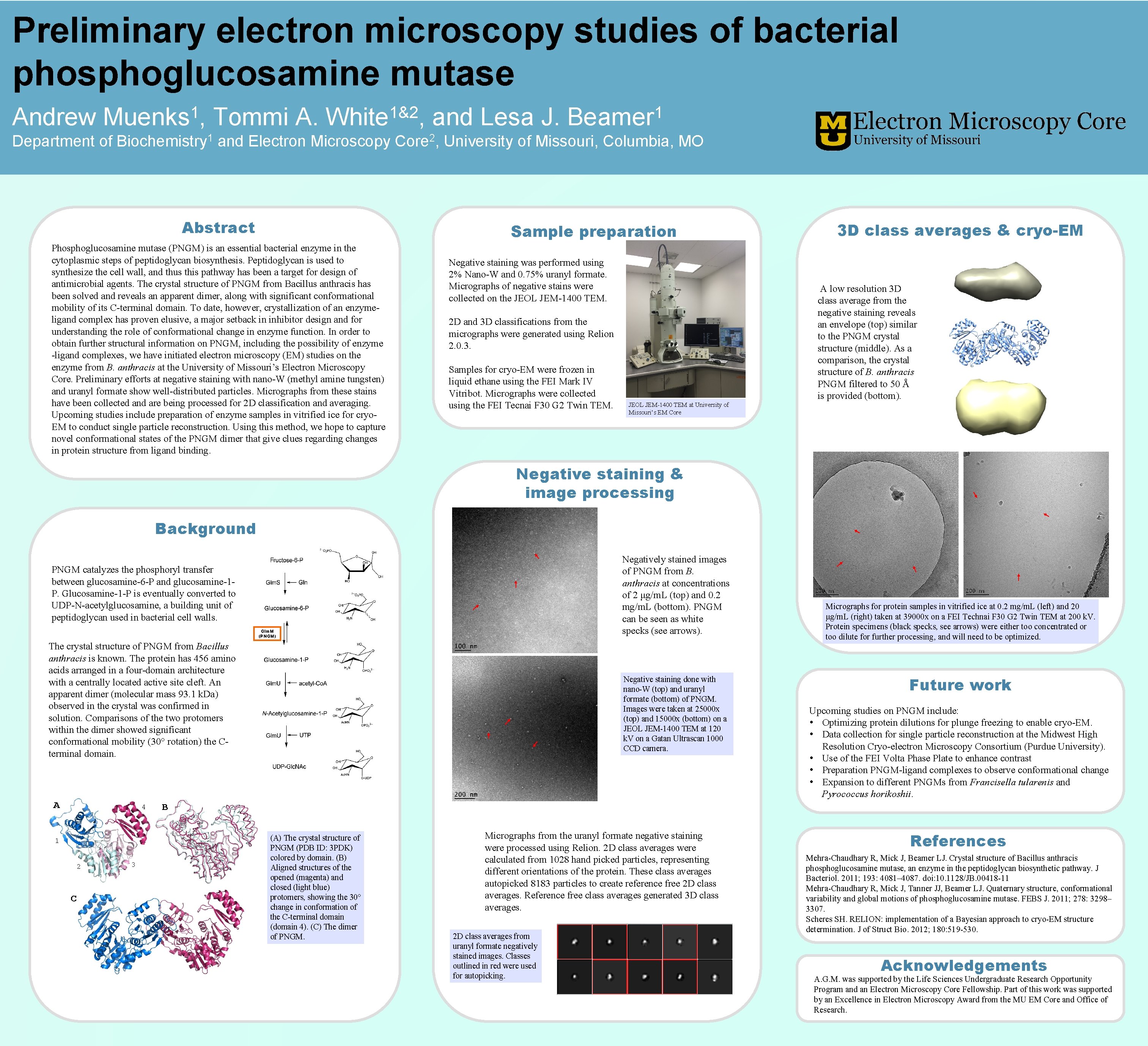 Preliminary electron microscopy studies of bacterial phosphoglucosamine mutase Andrew 1 Muenks , Tommi A.