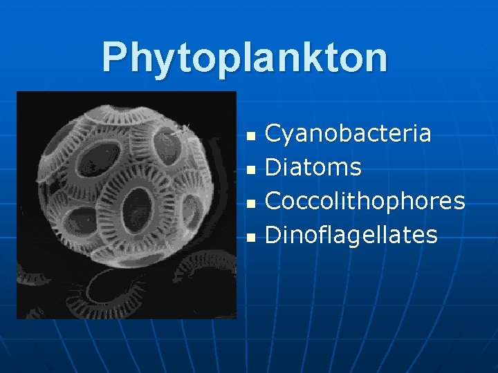 Phytoplankton n n Cyanobacteria Diatoms Coccolithophores Dinoflagellates 