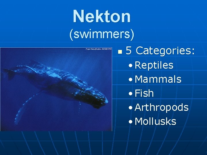 Nekton (swimmers) n 5 Categories: • Reptiles • Mammals • Fish • Arthropods •