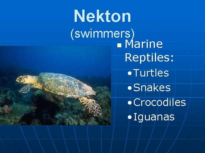 Nekton (swimmers) n Marine Reptiles: • Turtles • Snakes • Crocodiles • Iguanas 