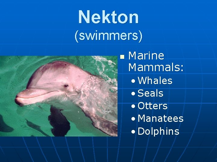 Nekton (swimmers) n Marine Mammals: • Whales • Seals • Otters • Manatees •