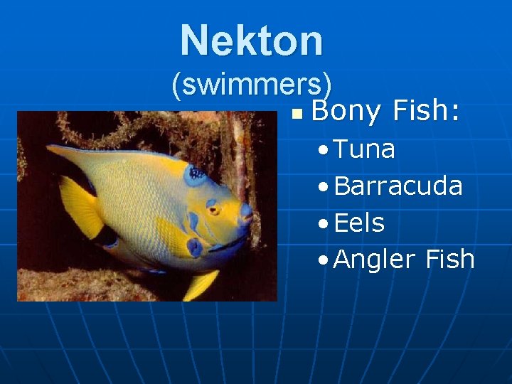Nekton (swimmers) n Bony Fish: • Tuna • Barracuda • Eels • Angler Fish