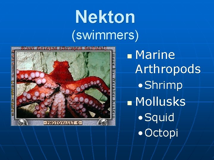 Nekton (swimmers) n Marine Arthropods • Shrimp n Mollusks • Squid • Octopi 