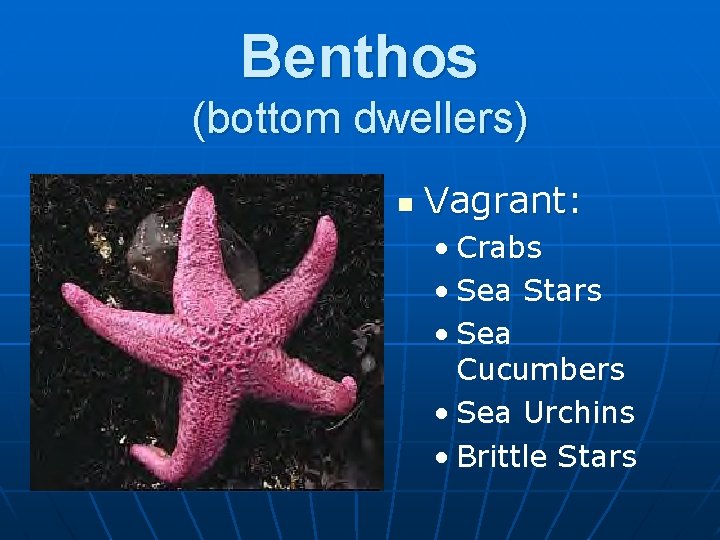 Benthos (bottom dwellers) n Vagrant: • Crabs • Sea Stars • Sea Cucumbers •