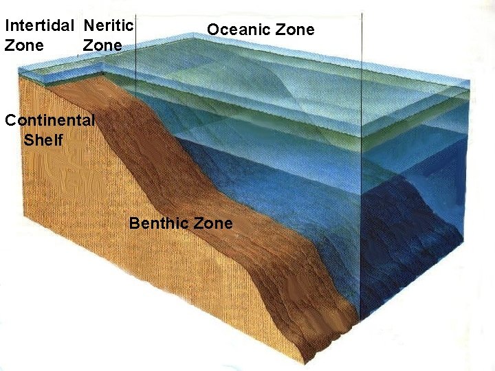 Intertidal Neritic Zone Continental Shelf Oceanic Zone Sunlight Benthic Zone 