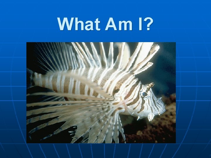 What Am I? 