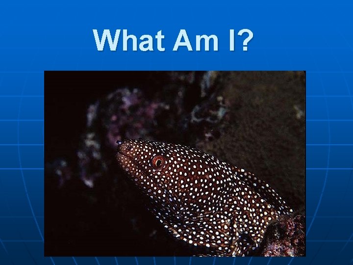 What Am I? 