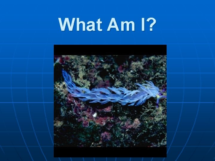 What Am I? 