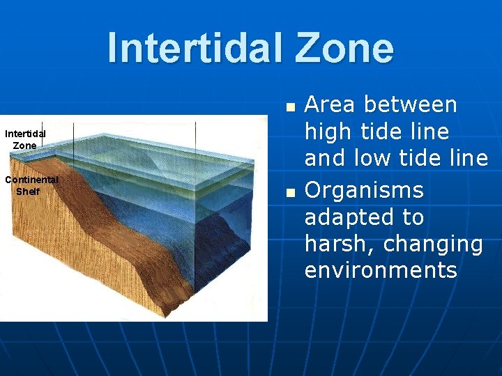 Intertidal Zone n Intertidal Zone Continental Shelf n Area between high tide line and