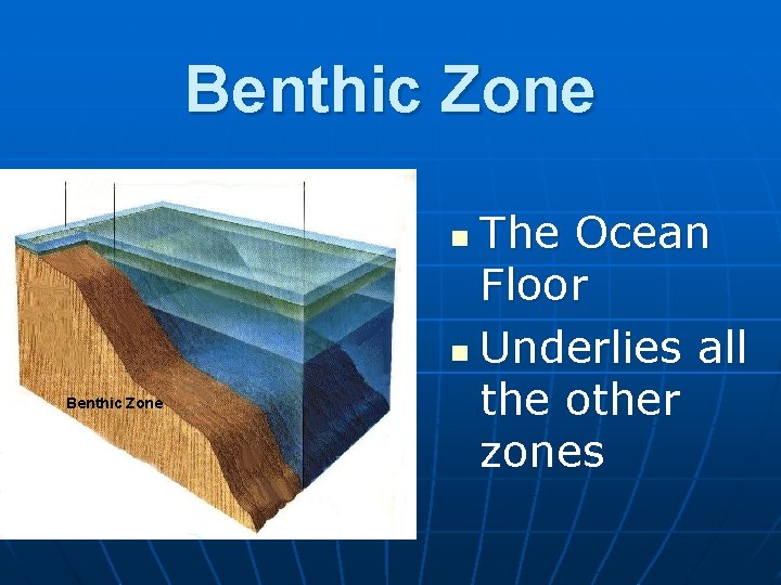 Benthic Zone The Ocean Floor n Underlies all the other zones n Benthic Zone