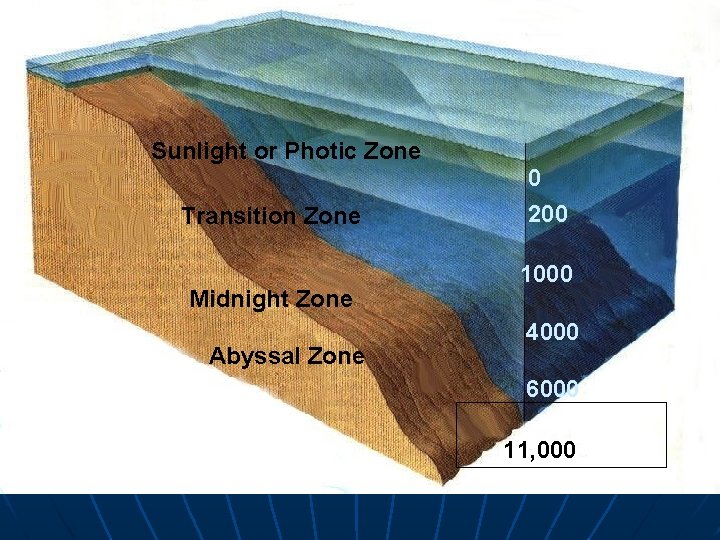 Sunlight or Photic Zone Transition Zone Midnight Zone Abyssal Zone 0 200 1000 4000