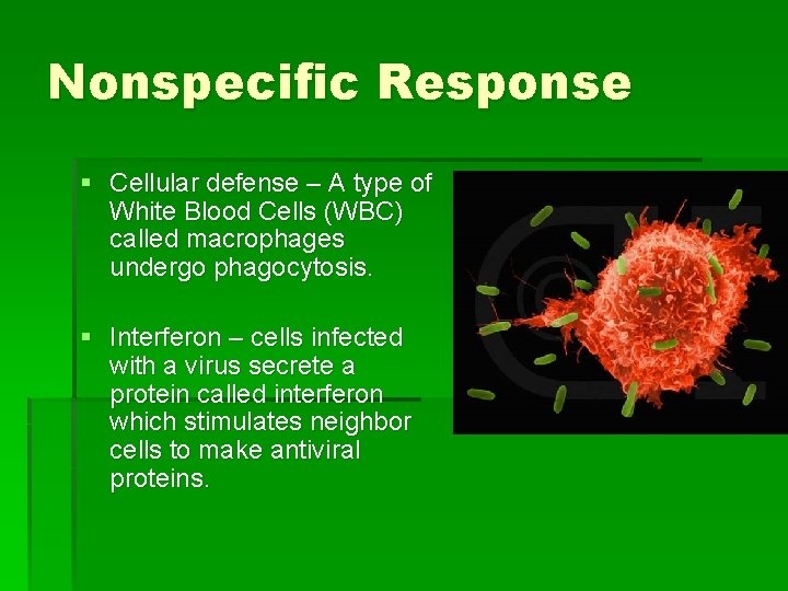 Nonspecific Response § Cellular defense – A type of White Blood Cells (WBC) called