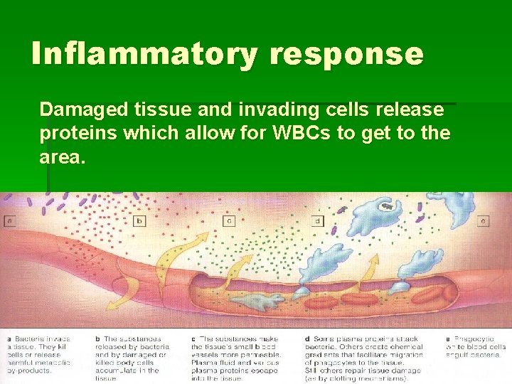 Inflammatory response Damaged tissue and invading cells release proteins which allow for WBCs to
