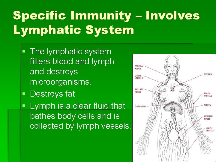 Specific Immunity – Involves Lymphatic System § The lymphatic system filters blood and lymph
