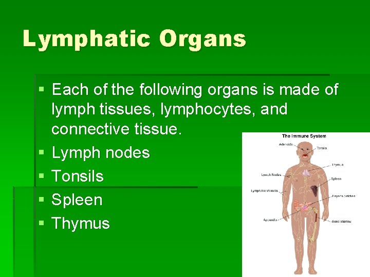 Lymphatic Organs § Each of the following organs is made of lymph tissues, lymphocytes,