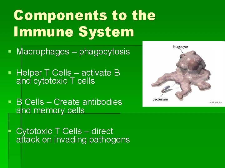 Components to the Immune System § Macrophages – phagocytosis § Helper T Cells –