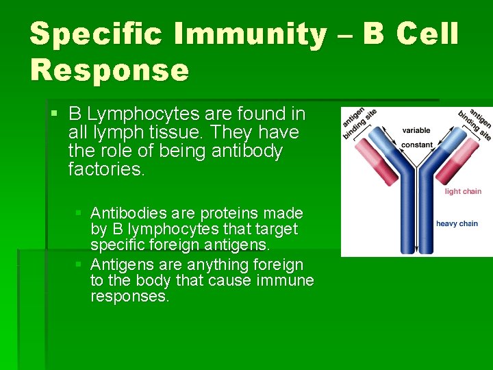 Specific Immunity – B Cell Response § B Lymphocytes are found in all lymph