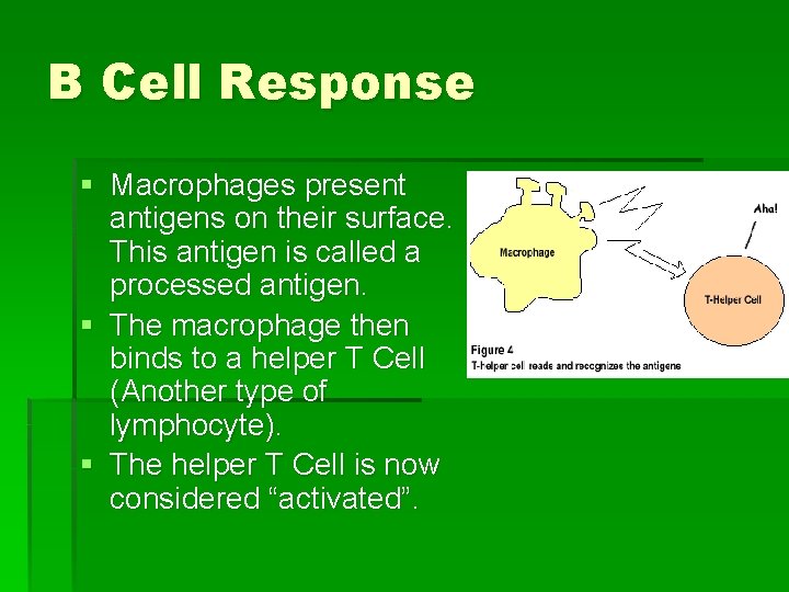 B Cell Response § Macrophages present antigens on their surface. This antigen is called