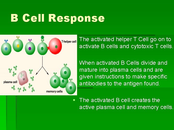 B Cell Response § The activated helper T Cell go on to activate B