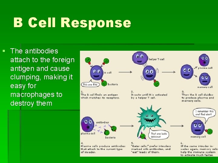 B Cell Response § The antibodies attach to the foreign antigen and cause clumping,