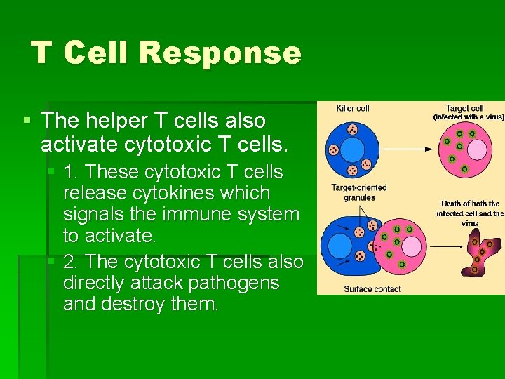 T Cell Response § The helper T cells also activate cytotoxic T cells. §