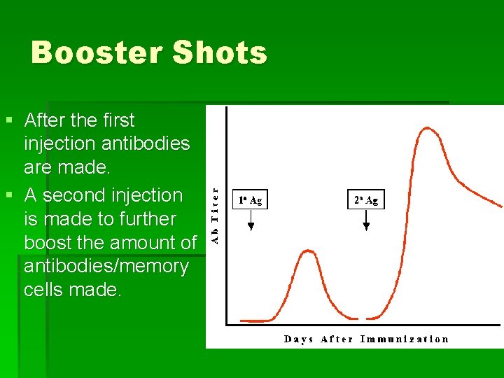 Booster Shots § After the first injection antibodies are made. § A second injection