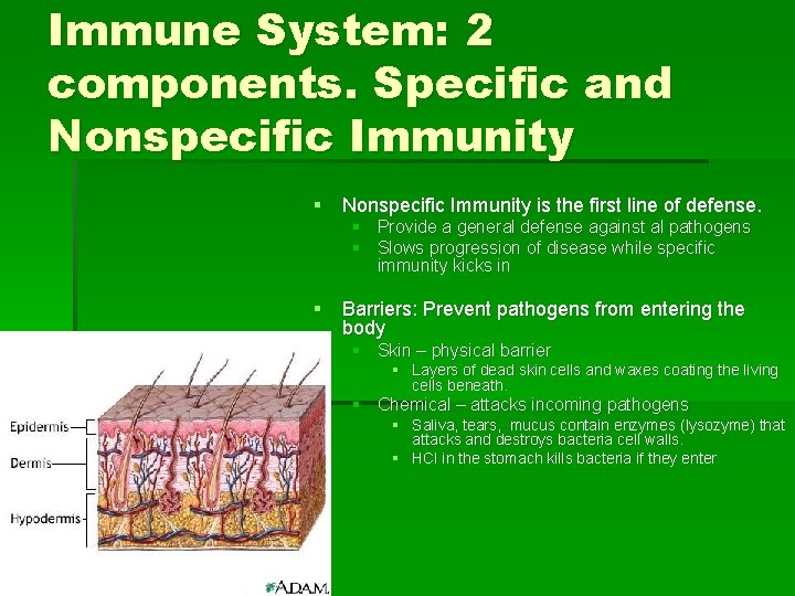 Immune System: 2 components. Specific and Nonspecific Immunity § Nonspecific Immunity is the first