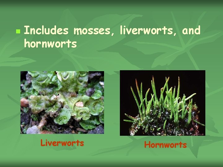 n Includes mosses, liverworts, and hornworts Liverworts Hornworts 